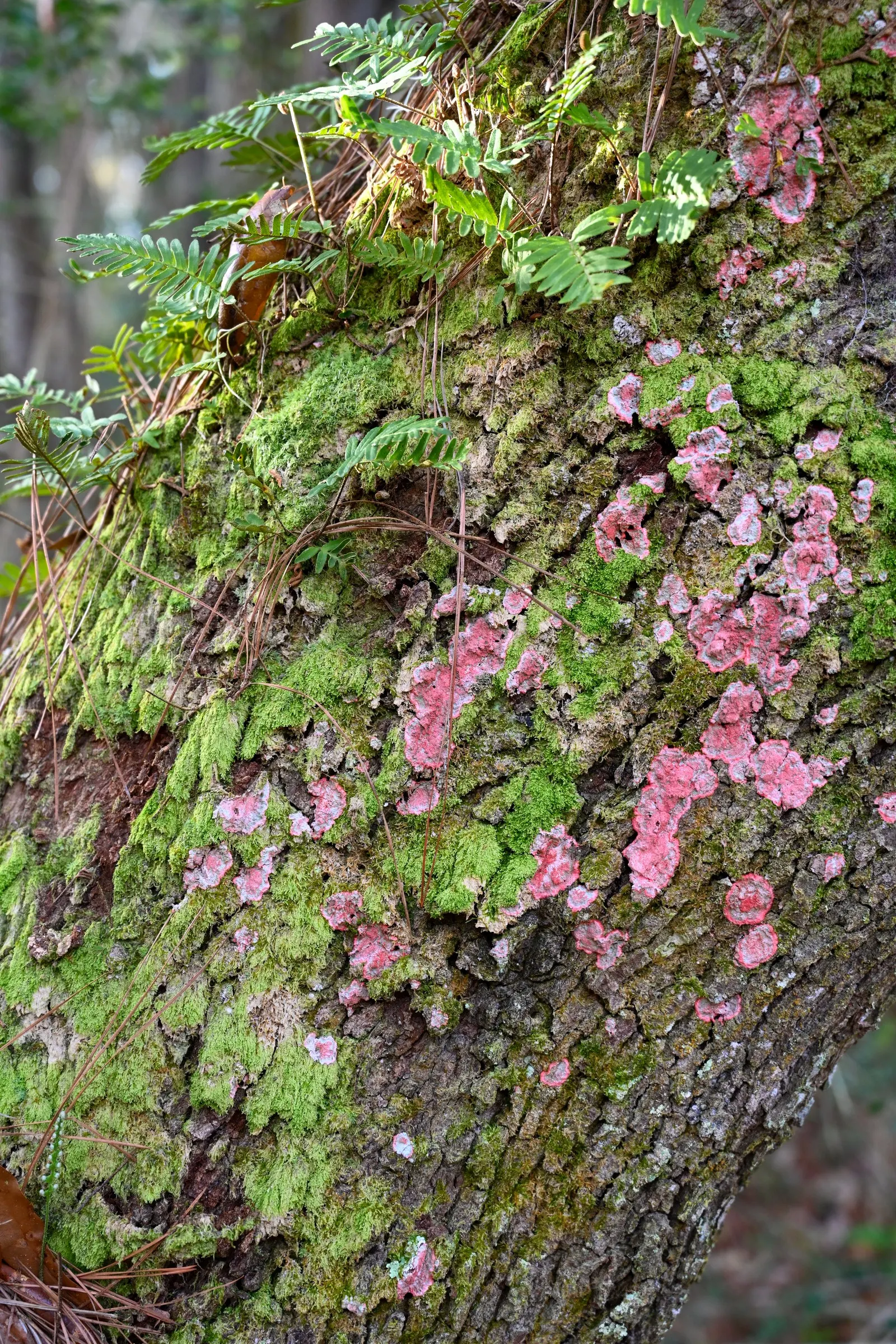 Resurrection Fern (Pleopeltis polypodioides) — It is moderately sized, with fronds reaching lengths of 4 to 12 inches; the Resurrection Fern, Polypodium