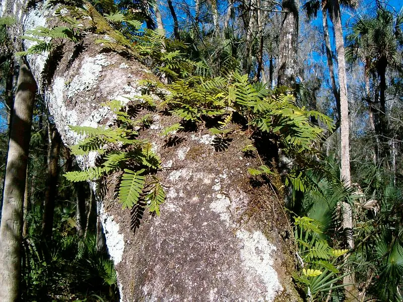 Resurrection Fern (Pleopeltis polypodioides) — <br><br>Informing your client about the Resurrection Fern will introduce them to a unique