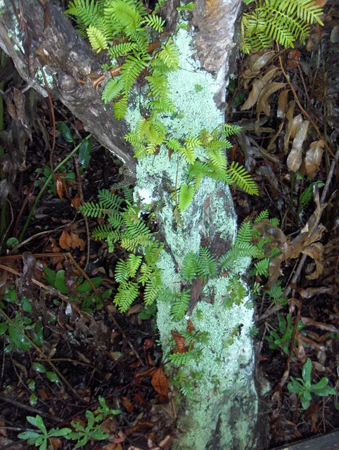 Resurrection Fern (Pleopeltis polypodioides) — As a landscape architect crafting a garden design