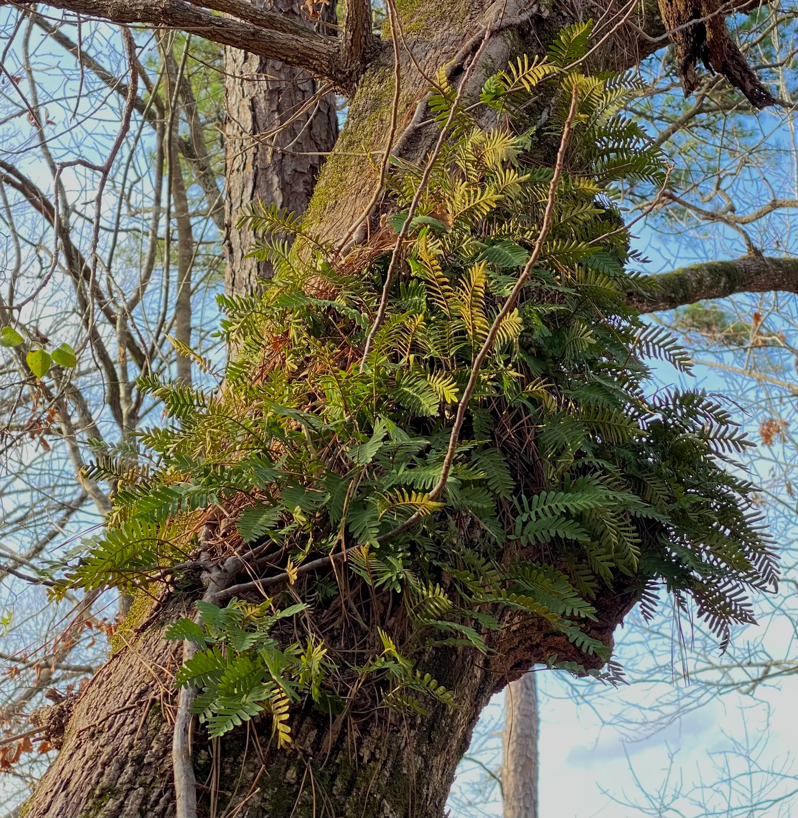 Resurrection Fern (Pleopeltis polypodioides) — The Resurrection Fern, Polypodium polypodioides, is a marvel, thriving on tree branches and rocks