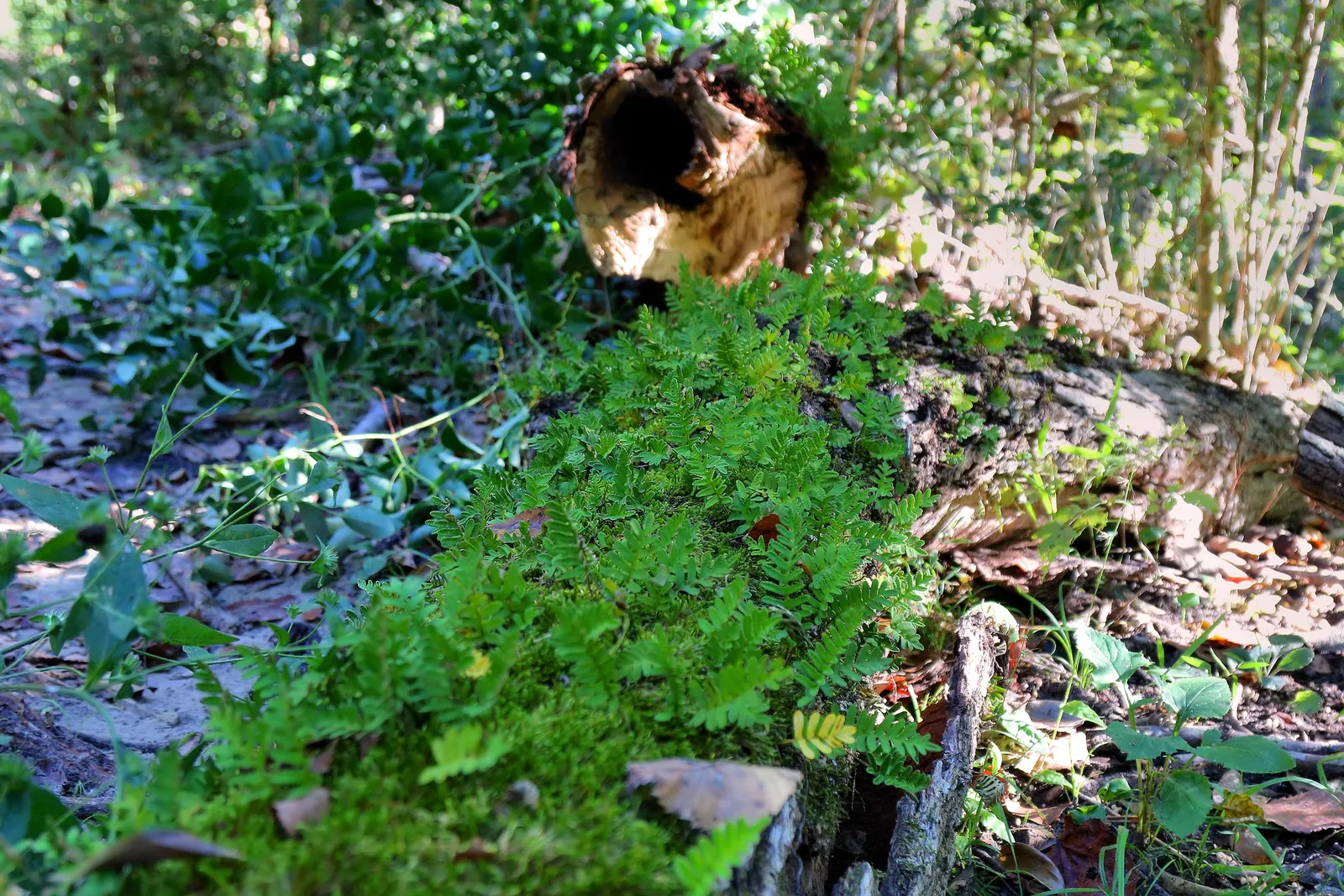 Resurrection Fern (Pleopeltis polypodioides) — with just a bit of moisture; provide a textural contrast, image 80