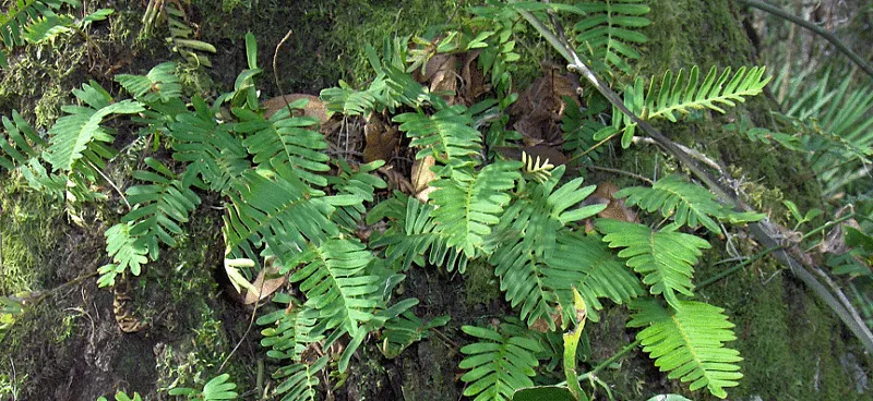 Resurrection Fern (Pleopeltis polypodioides) — thriving in USDA hardiness zones 6 through 11