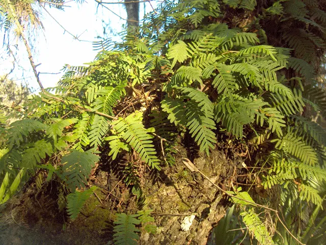 Resurrection Fern (Pleopeltis polypodioides) — scientifically known as Polypodium polypodioides; fern for deep shade or half or shade
