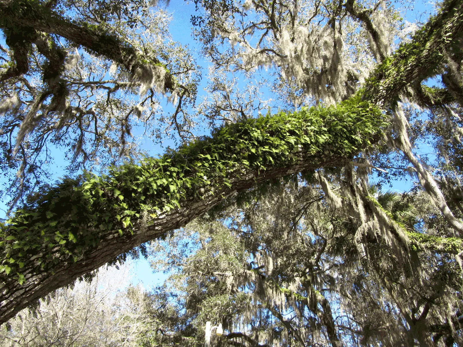 Resurrection Fern (Pleopeltis polypodioides) — vibrant green fronds once more.<br><br>The Resurrection Fern is a versatile addition to any garden; consider