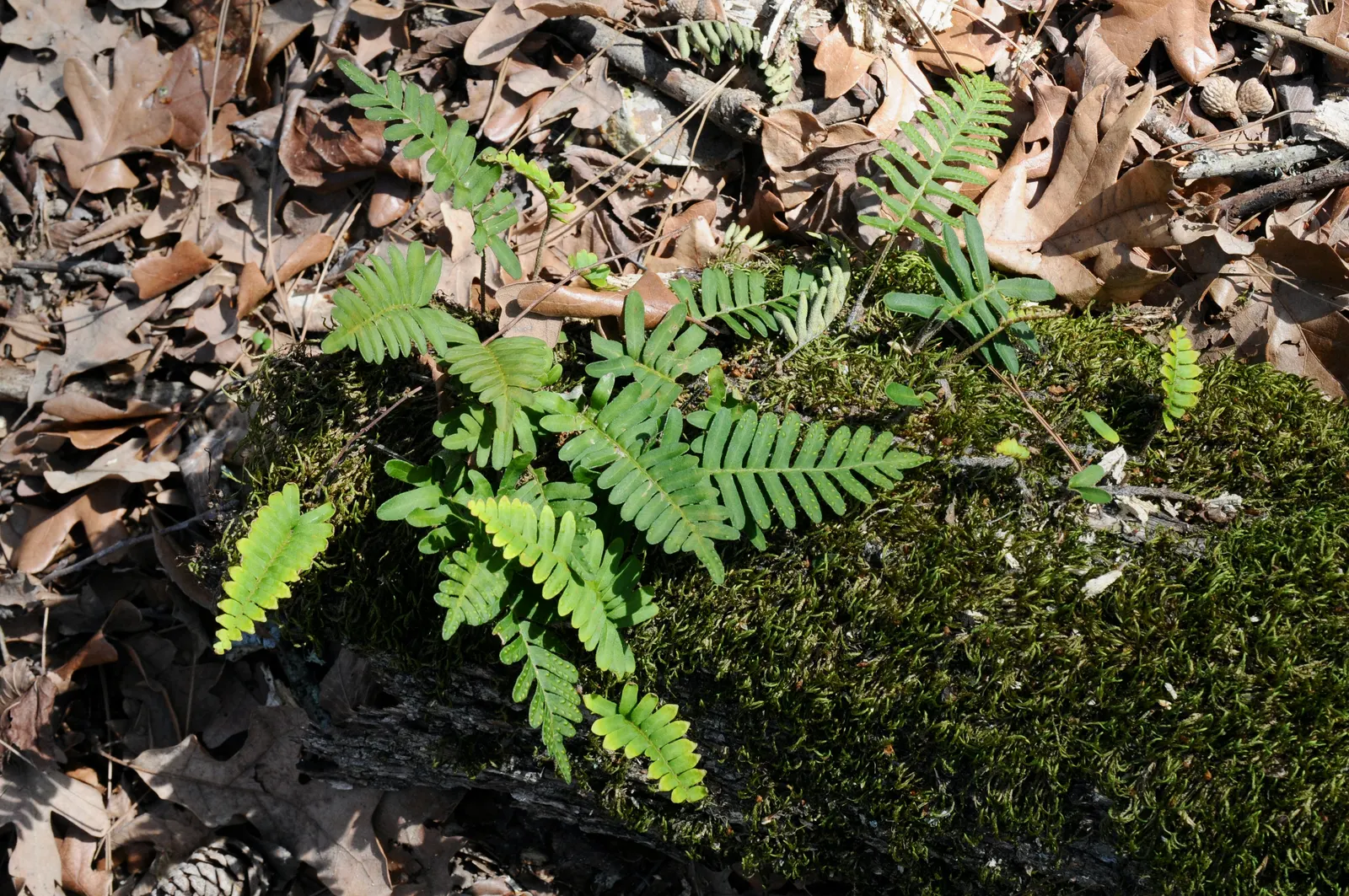 Resurrection Fern (Pleopeltis polypodioides) — such as live oaks or bald cypress; they require little maintenance, beyond ensuring they get enough moisture to
