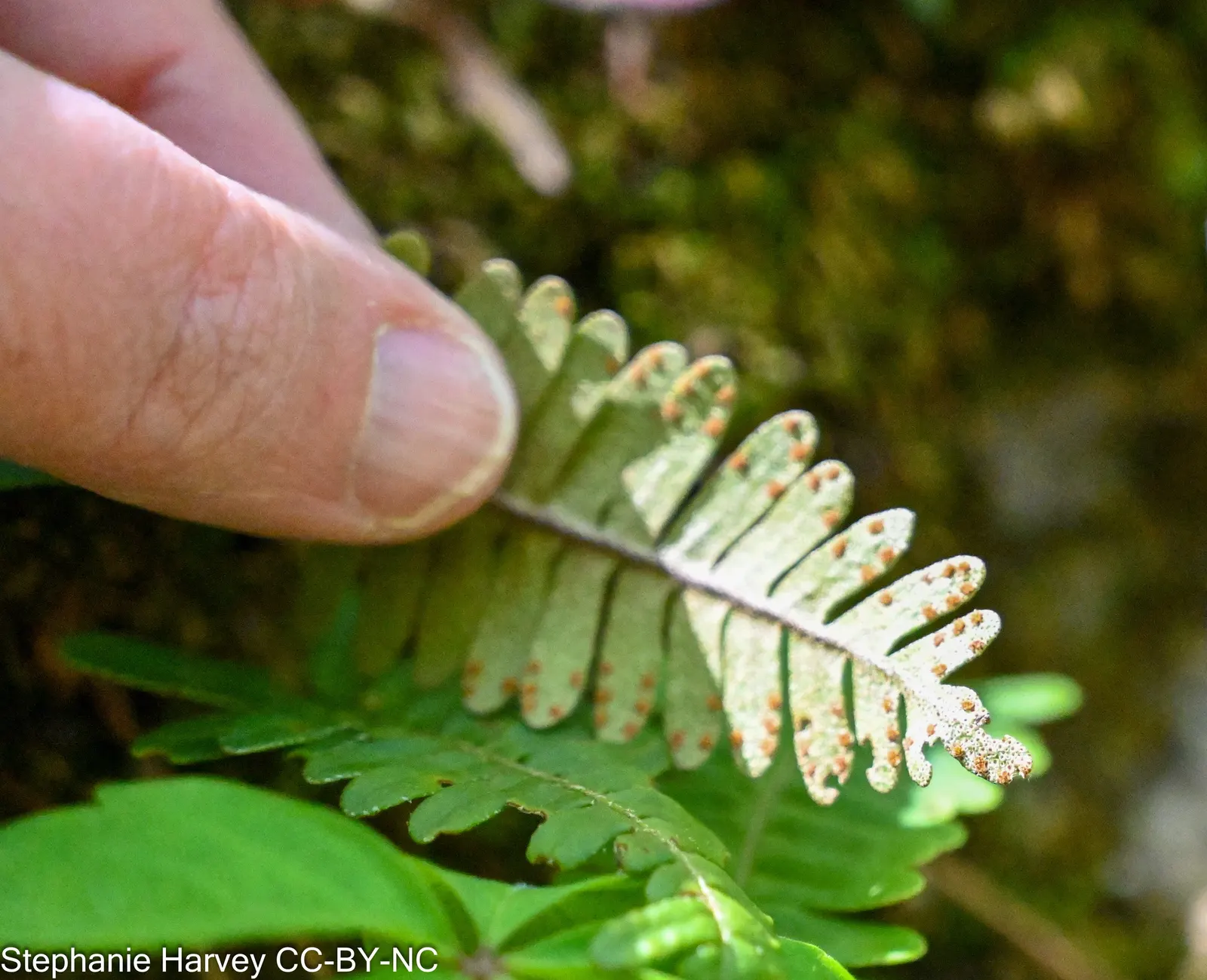 Resurrection Fern (Pleopeltis polypodioides) — It spectacularly ‚Äòresurrects‚Äô from a brown, desiccated state to lush green with rain; when, image 49