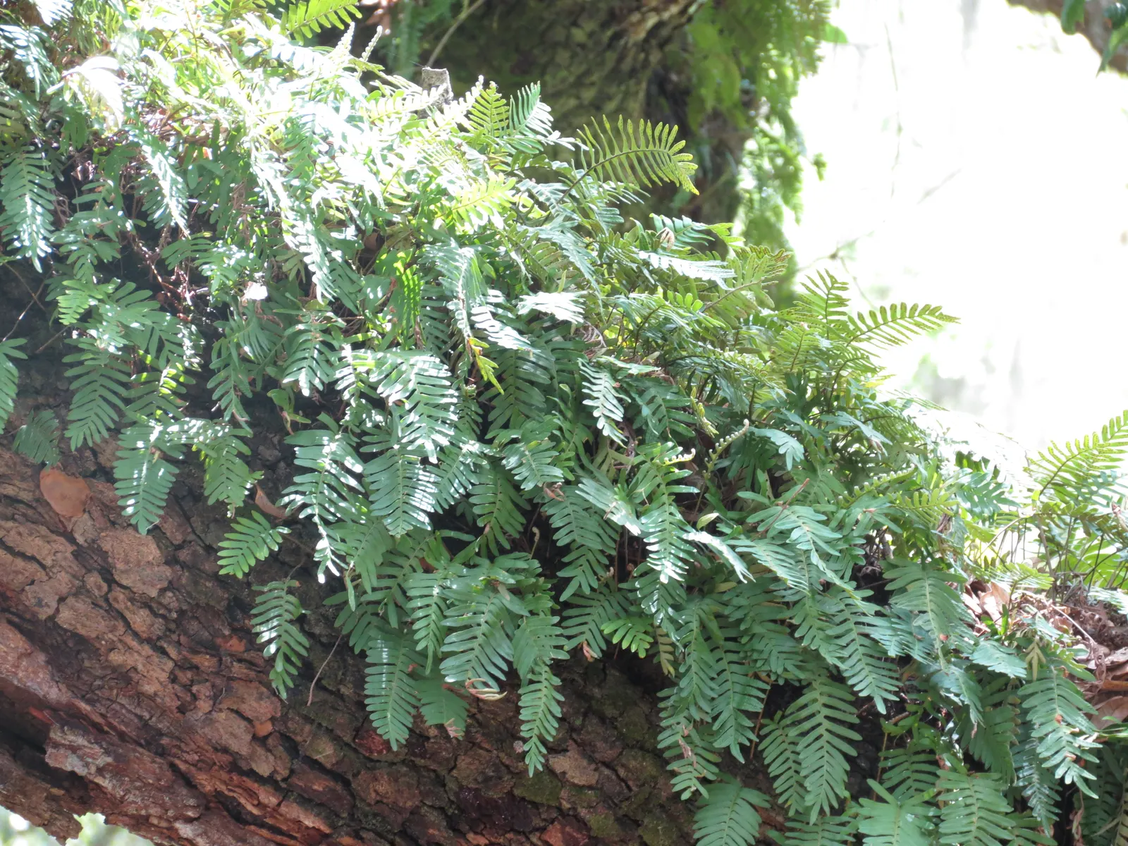 Resurrection Fern (Pleopeltis polypodioides) — making it an excellent choice for areas under tree canopies; it is moderately sized, with fronds, image 85
