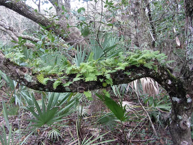 Resurrection Fern (Pleopeltis polypodioides) — consider their epiphytic nature; they are perfect for mounting on tree trunks or sturdy branches