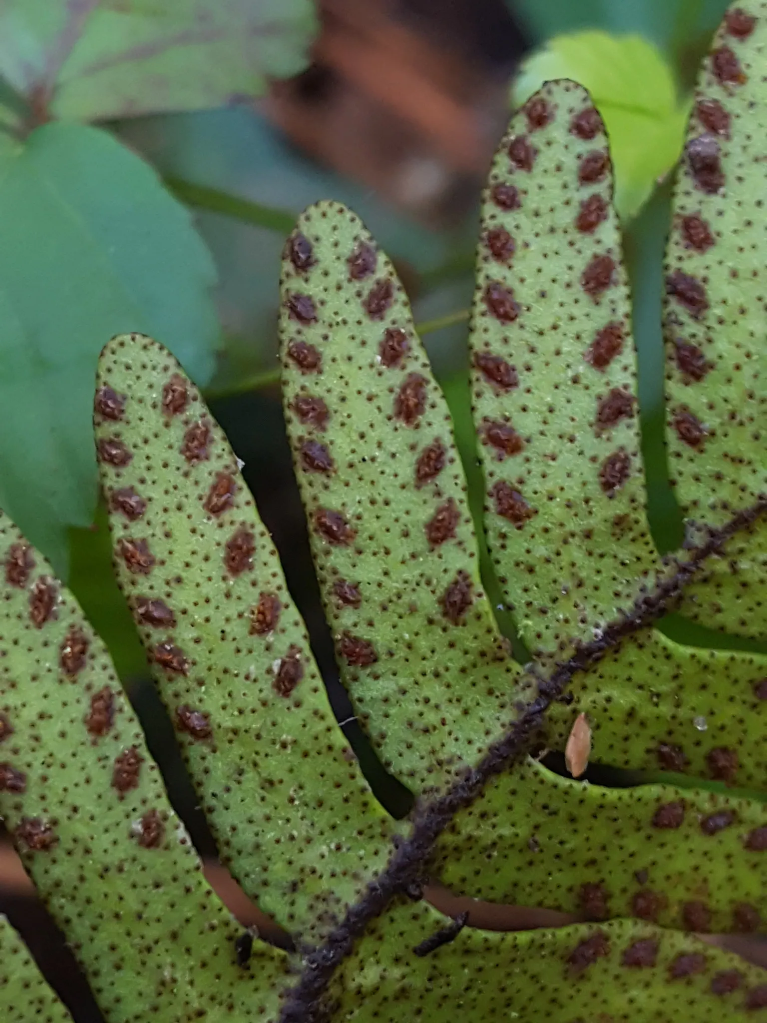 Resurrection Fern (Pleopeltis polypodioides) — <br><br>Informing your client about the Resurrection Fern will introduce them to a unique; vibrant green fronds