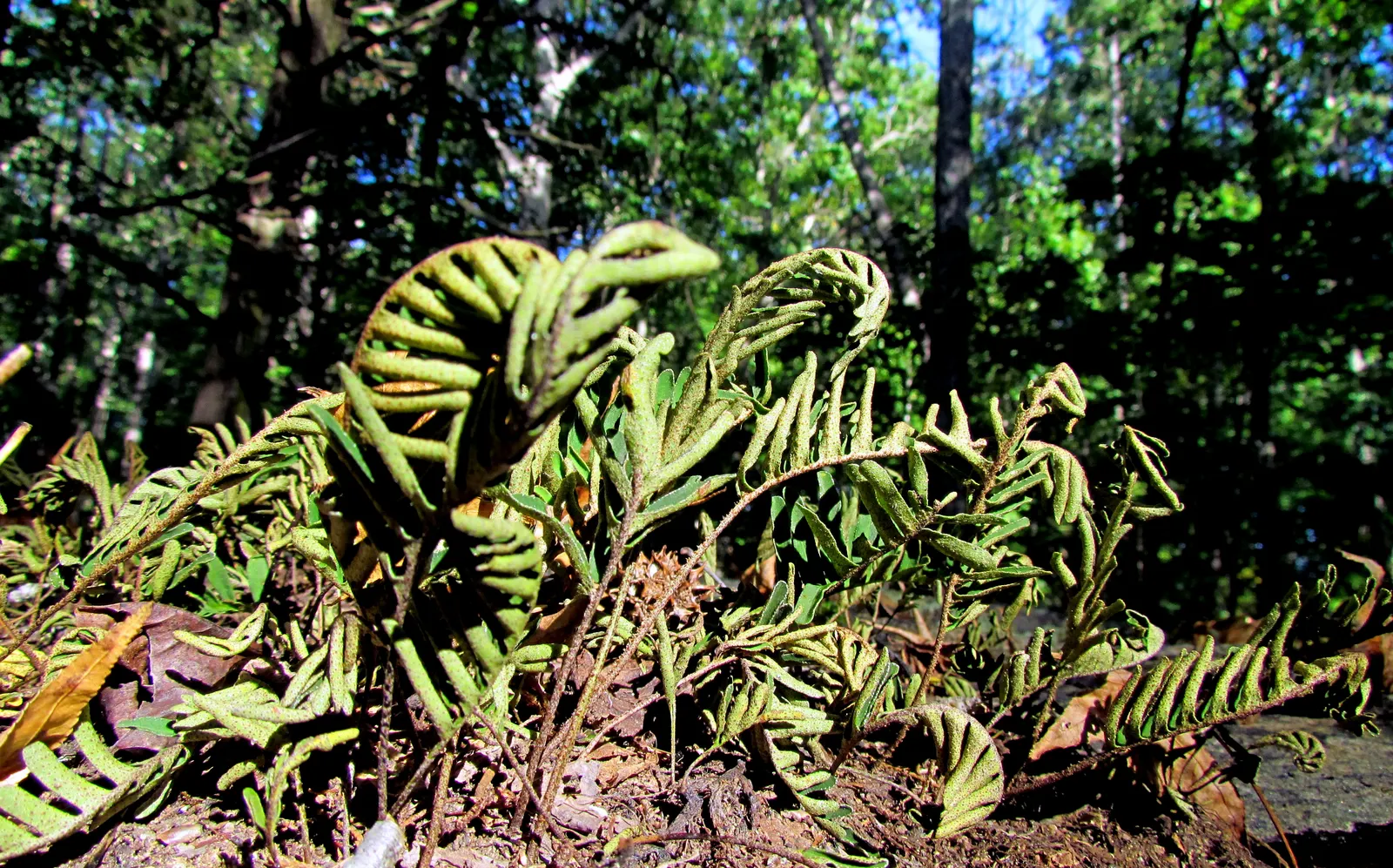 Resurrection Fern (Pleopeltis polypodioides) — As a landscape architect crafting a garden design; thriving in USDA hardiness zones 6 through 11, image 55