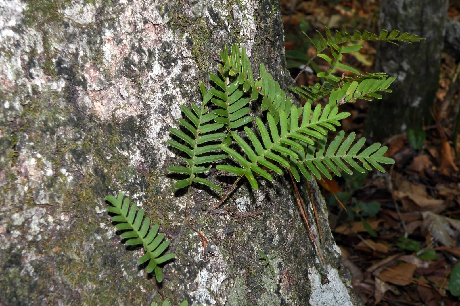 Resurrection Fern (Pleopeltis polypodioides) — vibrant green fronds once more.<br><br>The Resurrection Fern is a versatile addition to any garden