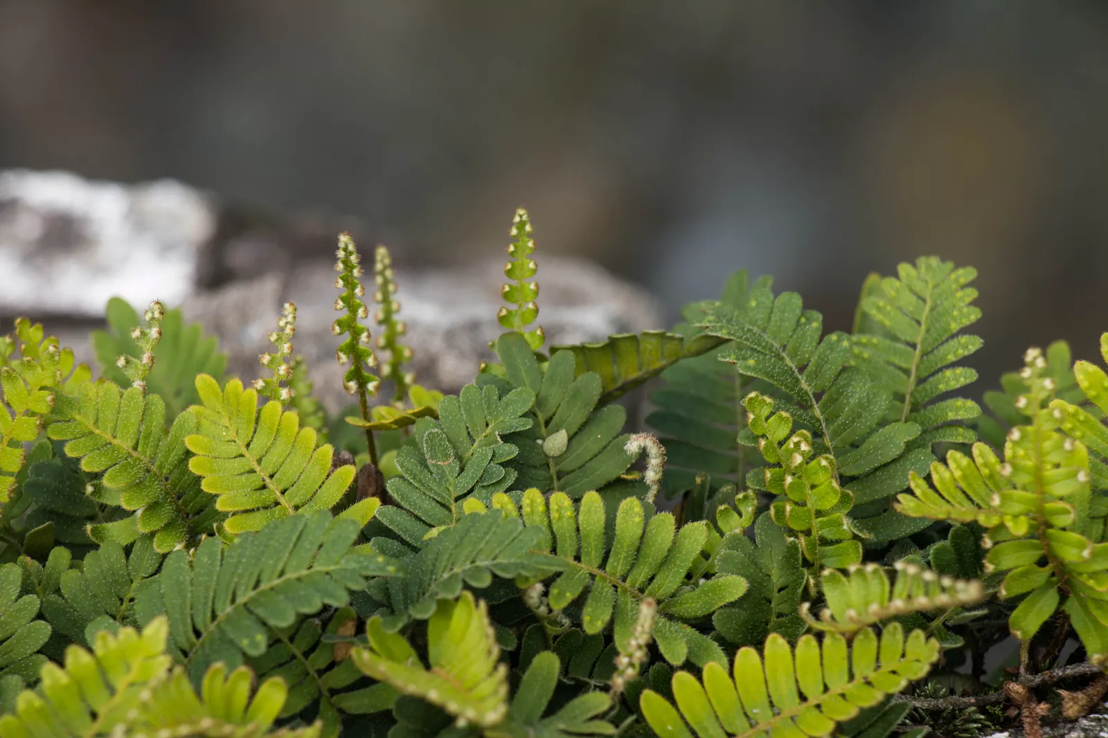 Resurrection Fern (Pleopeltis polypodioides) — It is moderately sized, with fronds reaching lengths of 4 to 12 inches; the Resurrection Fern, image 63