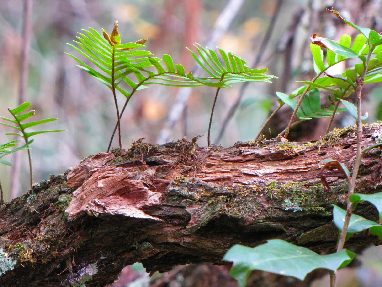 Resurrection Fern (Pleopeltis polypodioides) — The Resurrection Fern, Polypodium polypodioides, is a marvel, thriving on tree branches and rocks, image 47