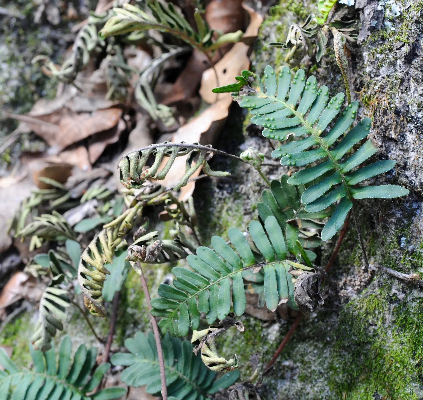 Resurrection Fern (Pleopeltis polypodioides) — providing visual interest above ground level