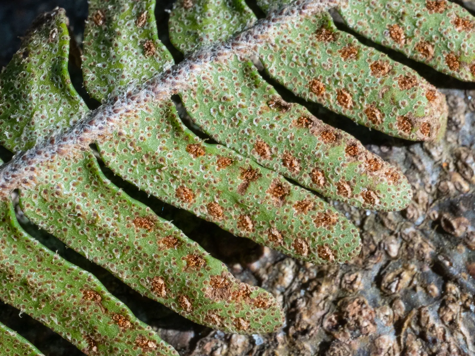 Resurrection Fern (Pleopeltis polypodioides) — When including Resurrection Ferns in your landscape; is an enchanting epiphytic plant that offers both botanical