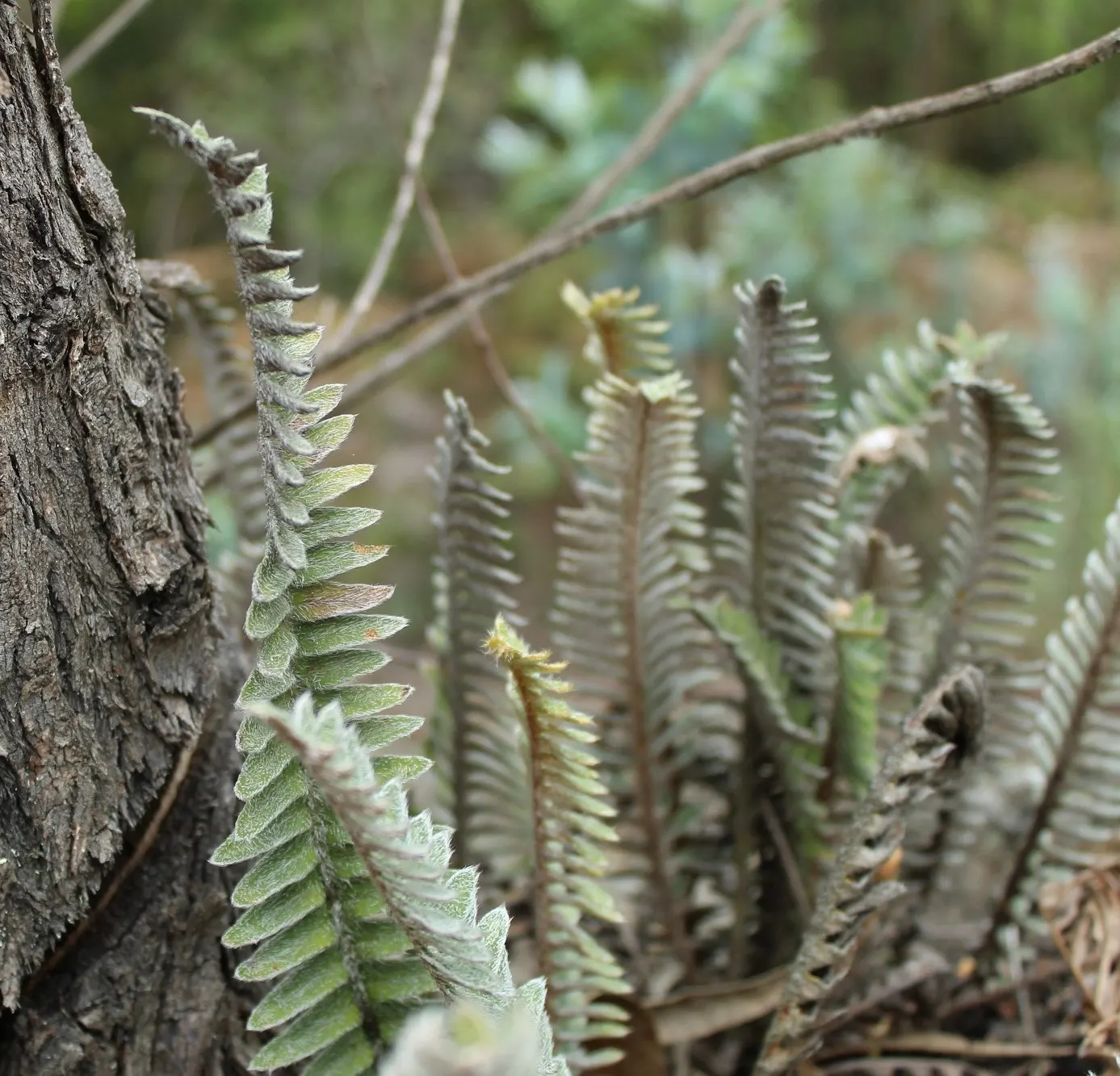 Resurrection Fern (Pleopeltis polypodioides) — embodying resilience and beauty‚Äîan exquisite choice for adding a woodland ambiance to your, image 75