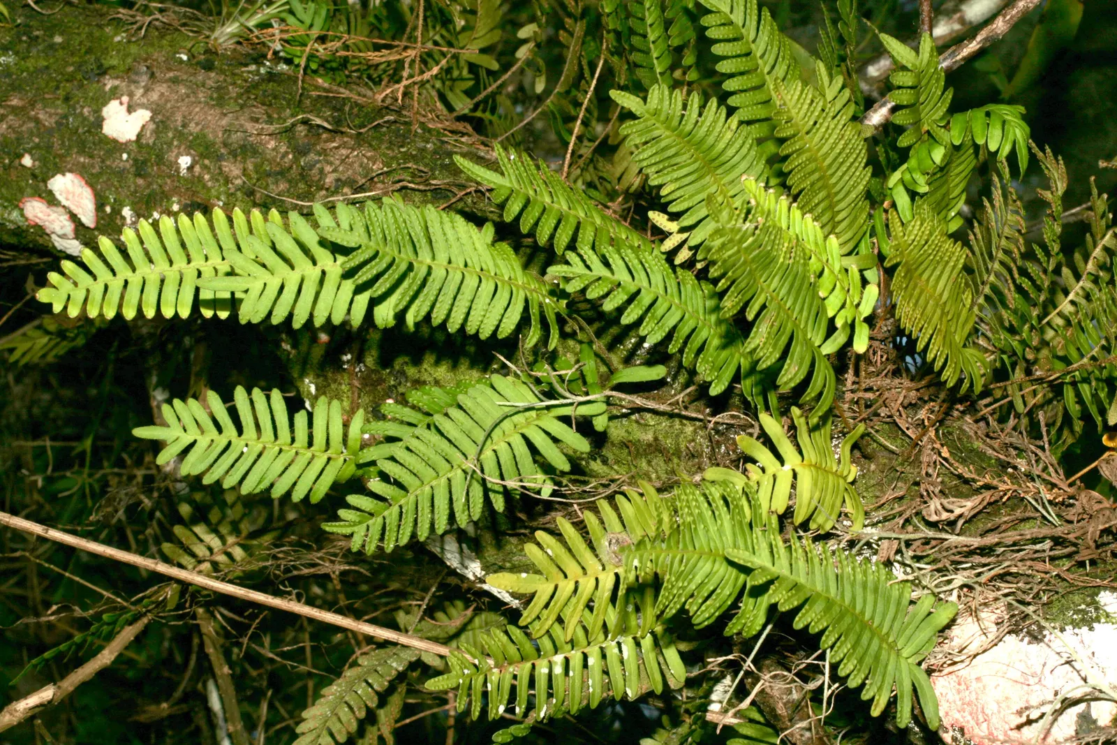 Resurrection Fern (Pleopeltis polypodioides) — with just a bit of moisture; provide a textural contrast, image 57