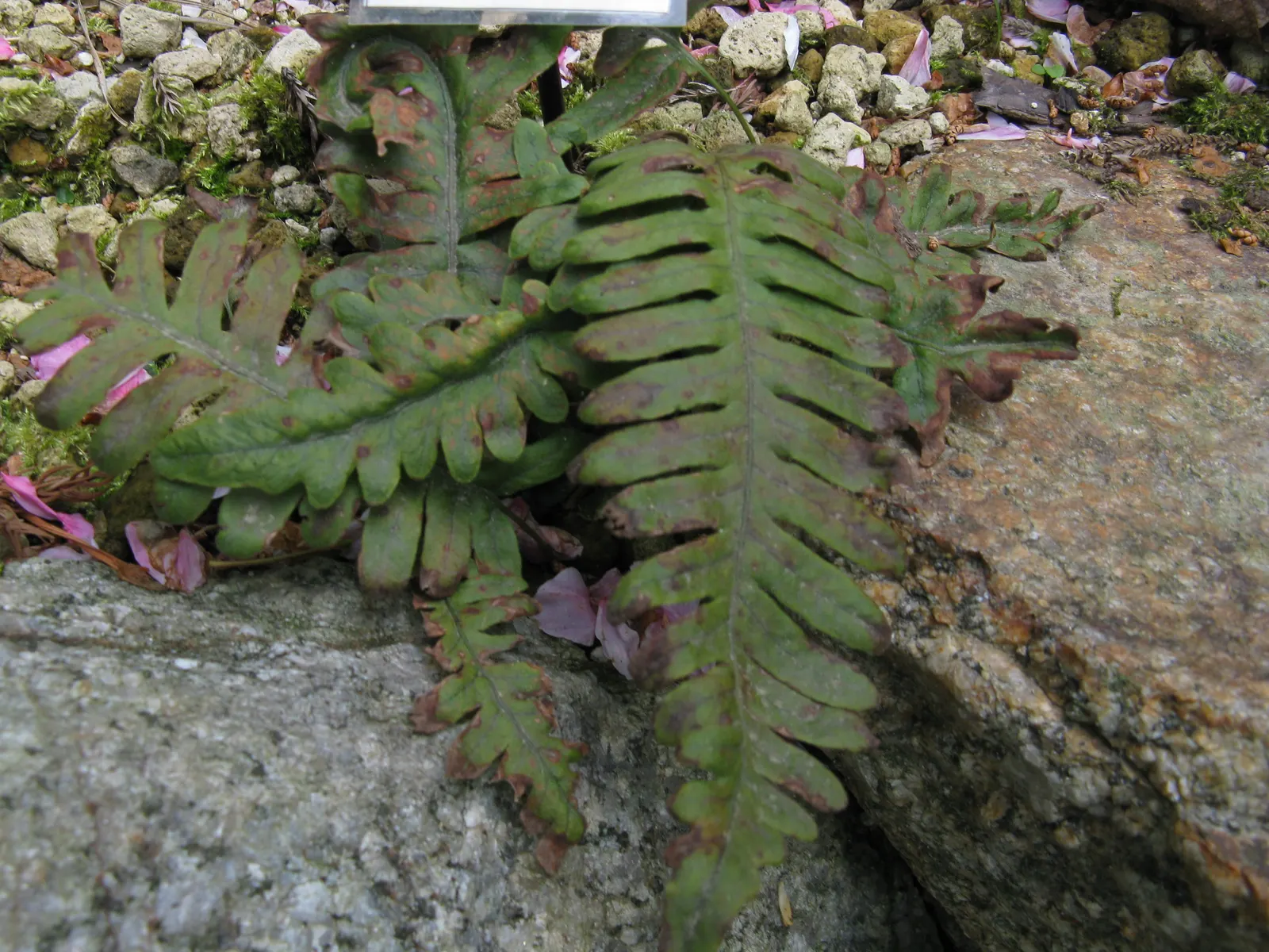 Resurrection Fern (Pleopeltis polypodioides) — It spectacularly ‚Äòresurrects‚Äô from a brown, desiccated state to lush green with rain; when, image 72