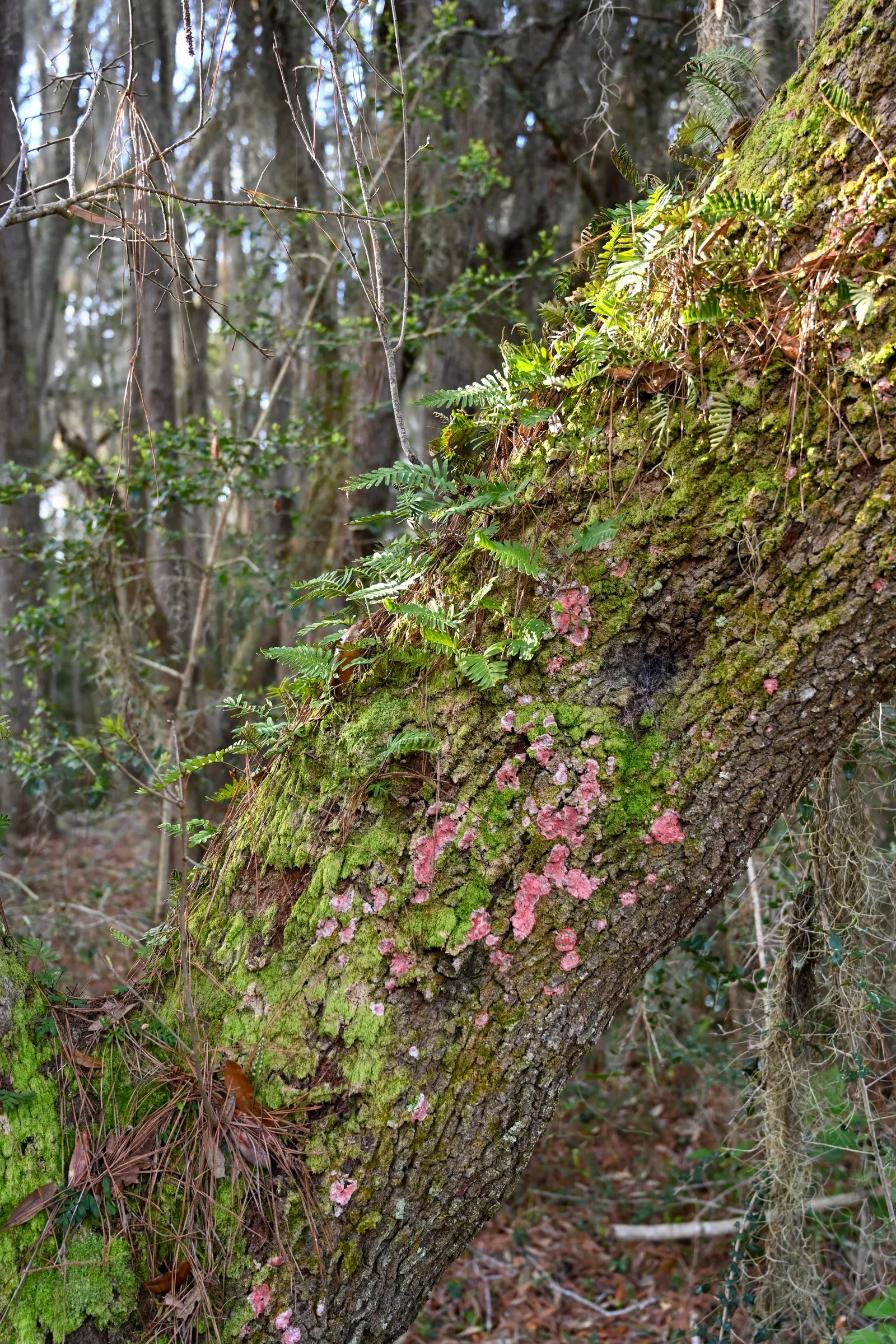 Resurrection Fern (Pleopeltis polypodioides) — As a landscape architect crafting a garden design; thriving in USDA hardiness zones 6 through 11