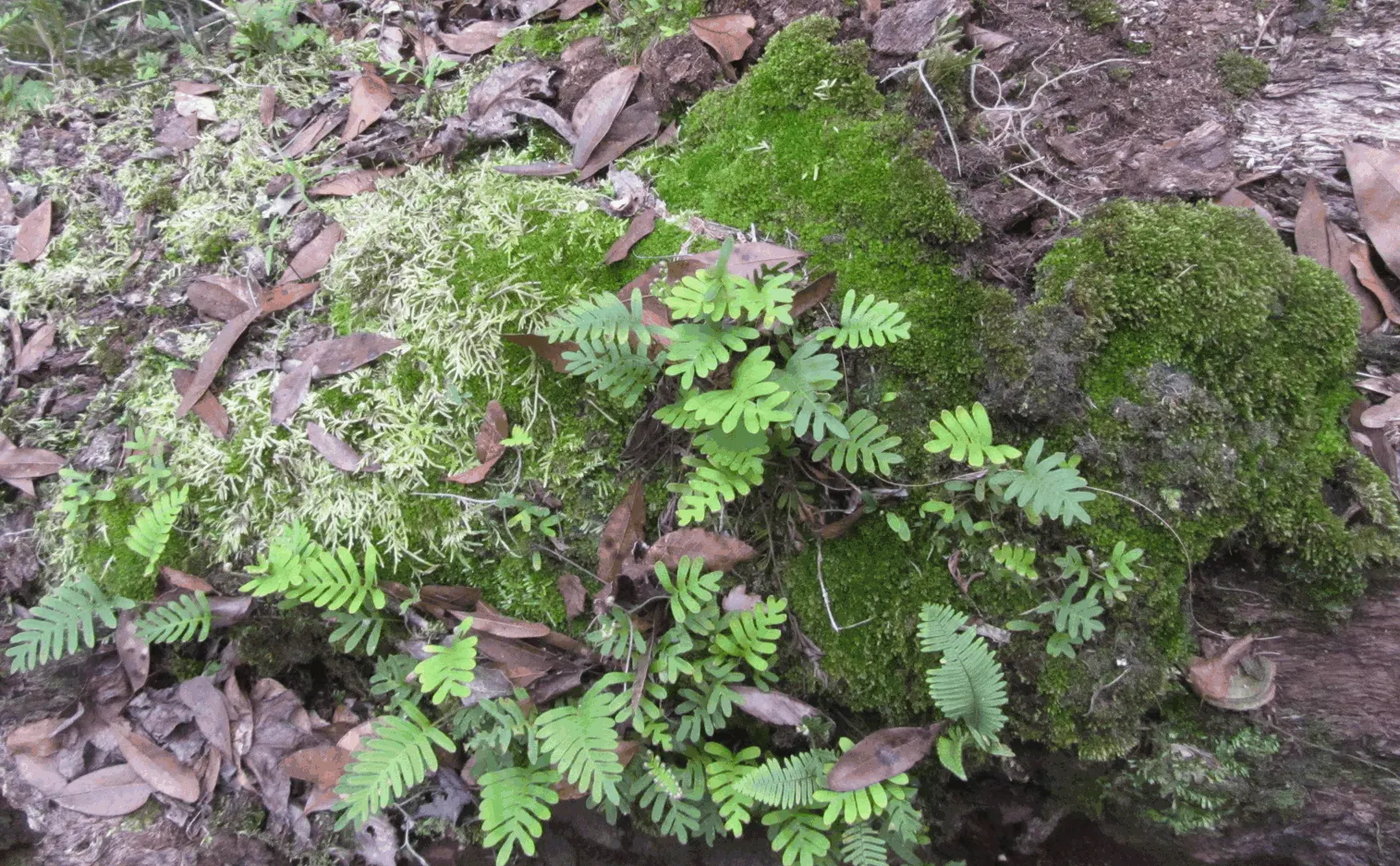 Resurrection Fern (Pleopeltis polypodioides) — This epiphytic plant is petite‚Äîrarely exceeding 8 inches tall