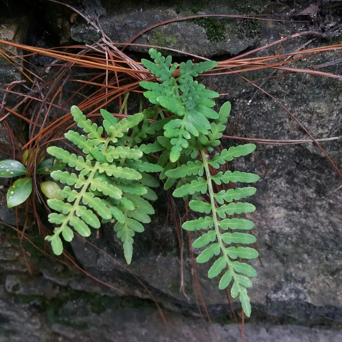 Resurrection Fern (Pleopeltis polypodioides) — This epiphytic plant is petite‚Äîrarely exceeding 8 inches tall; with just a bit of moisture, image 71