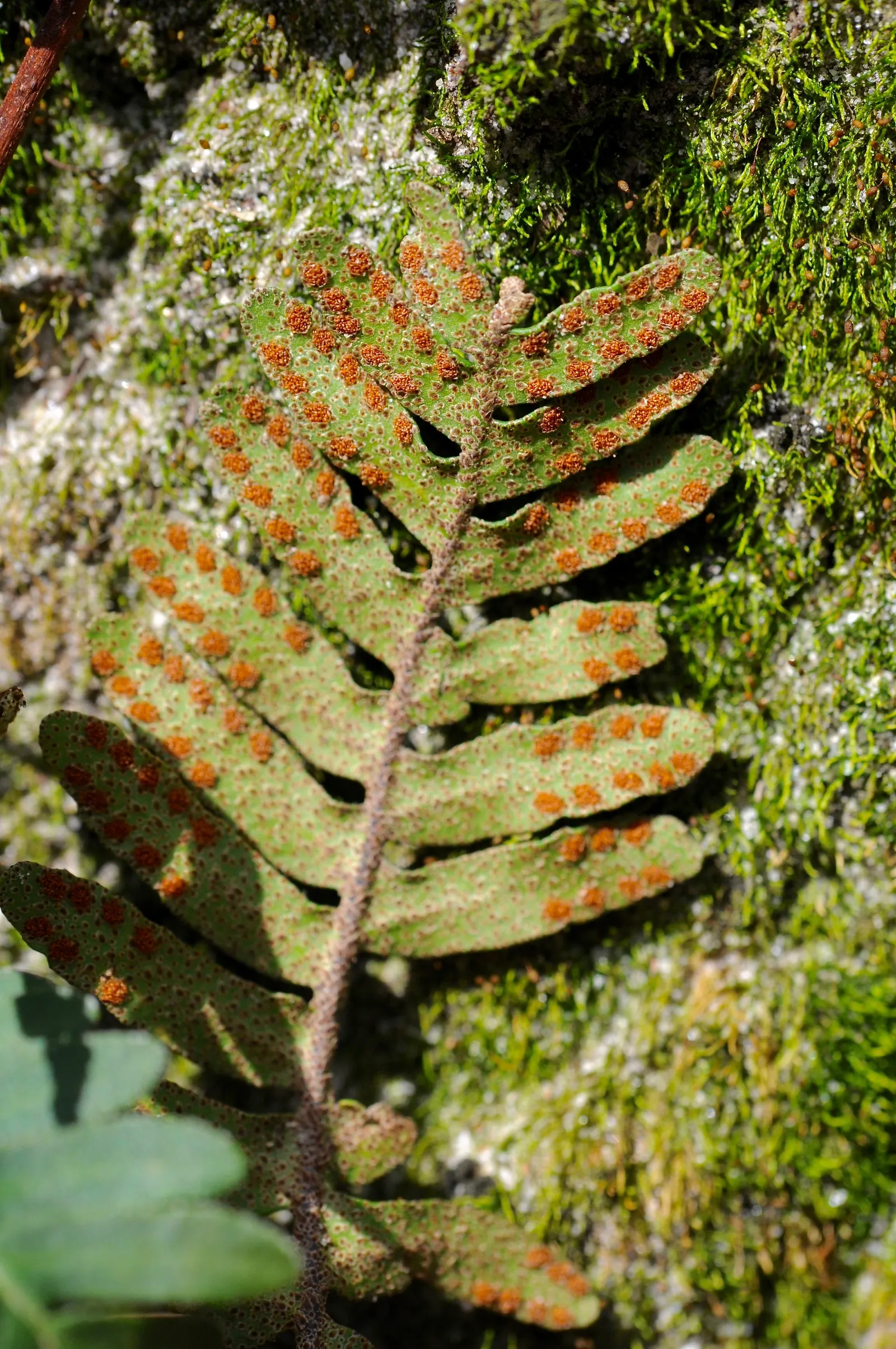 Resurrection Fern (Pleopeltis polypodioides) — embodying resilience and beauty‚Äîan exquisite choice for adding a woodland ambiance to your landscape; making