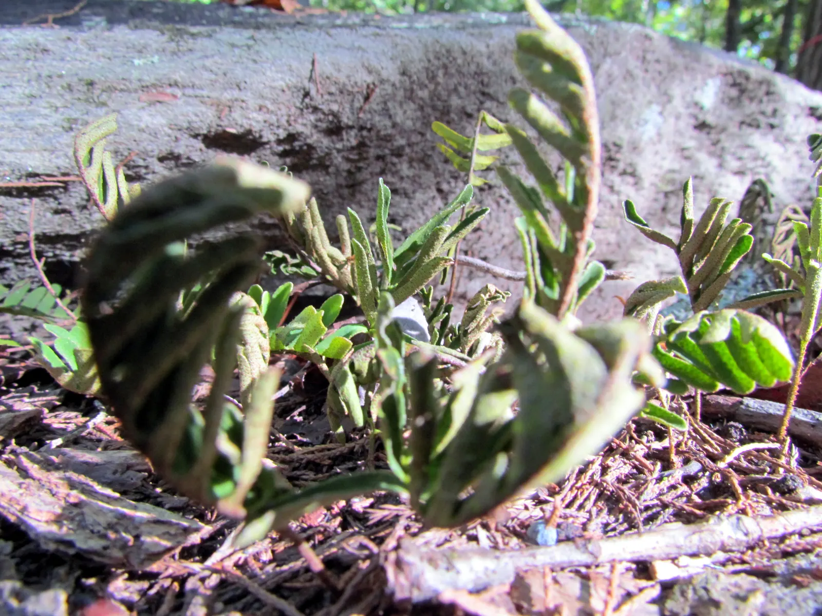 Resurrection Fern (Pleopeltis polypodioides) — is an enchanting epiphytic plant that offers both botanical interest and a lesson in resilience, image 54