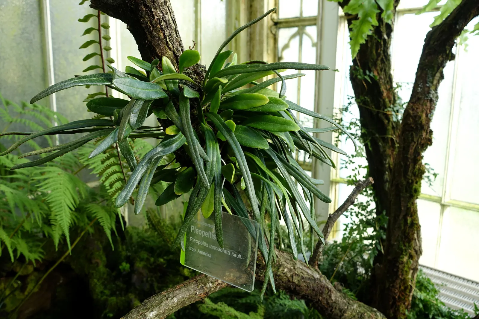 Resurrection Fern (Pleopeltis polypodioides) — This fern prefers indirect sunlight or partial shade; such as live oaks or bald cypress, image 84