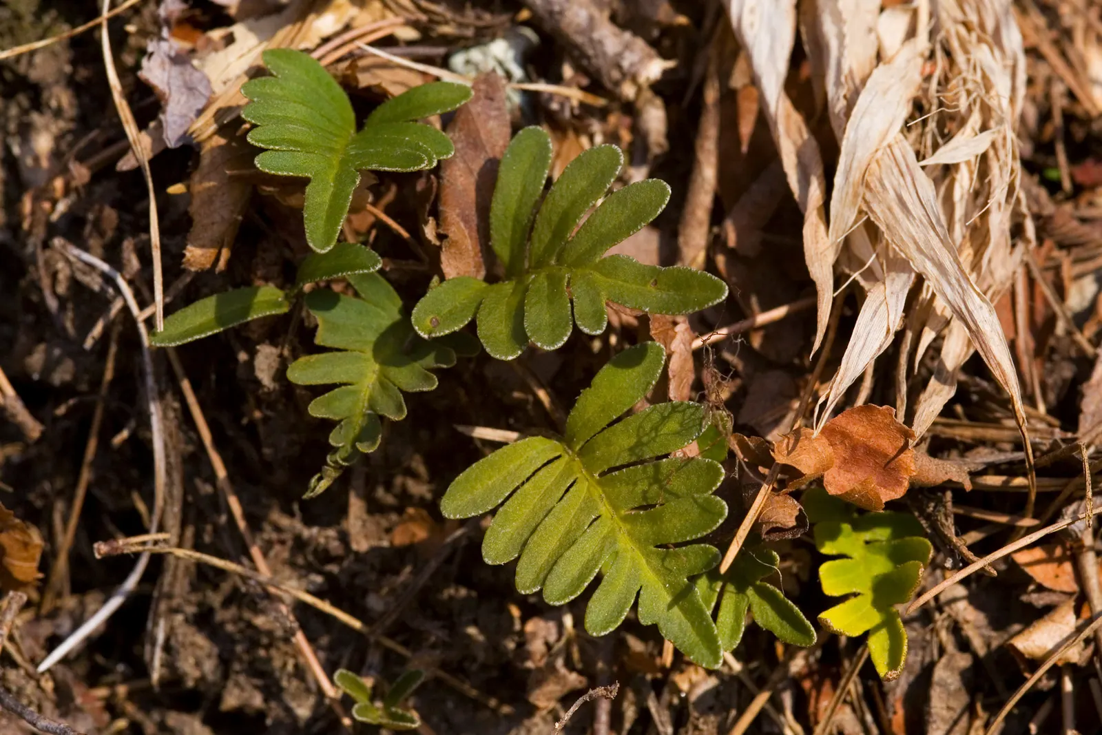 Resurrection Fern (Pleopeltis polypodioides) — its delicate fronds favor indirect light; this epiphytic plant is petite‚Äîrarely exceeding 8 inches, image 50