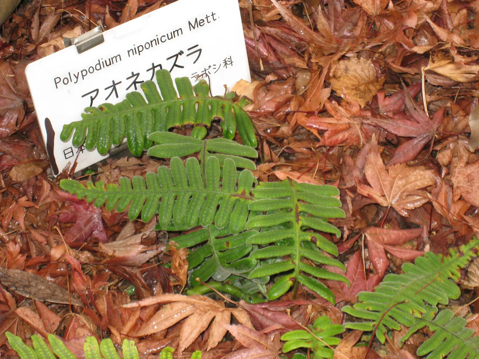 Resurrection Fern (Pleopeltis polypodioides) — The Resurrection Fern, Polypodium polypodioides, is a marvel, thriving on tree branches and rocks, image 70