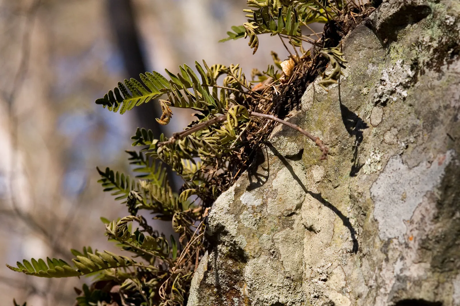 Resurrection Fern (Pleopeltis polypodioides) — This fern prefers indirect sunlight or partial shade; such as live oaks or bald cypress, image 61