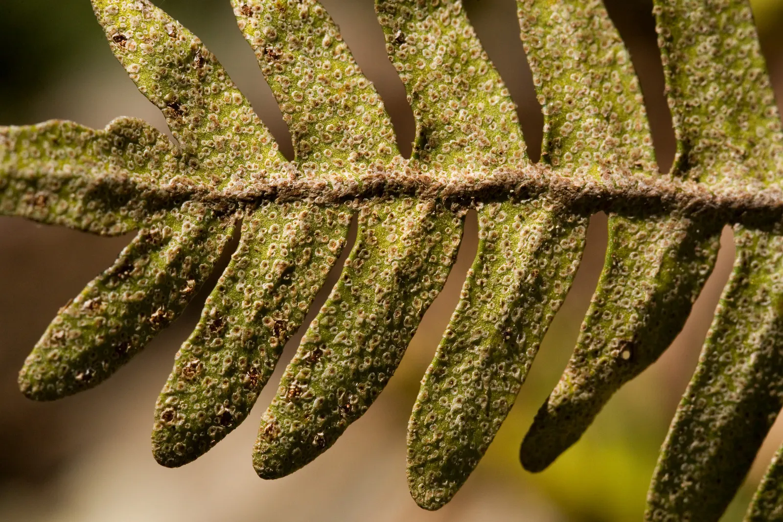 Resurrection Fern (Pleopeltis polypodioides) — thriving in USDA hardiness zones 6 through 11; it spectacularly ‚Äòresurrects‚Äô from a brown, image 60