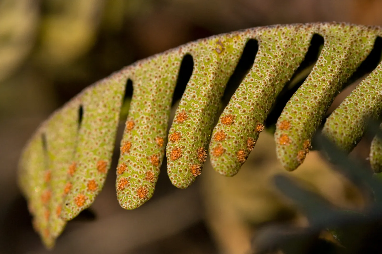 Resurrection Fern (Pleopeltis polypodioides) — They require little maintenance, beyond ensuring they get enough moisture to revive after dry spells; embodying