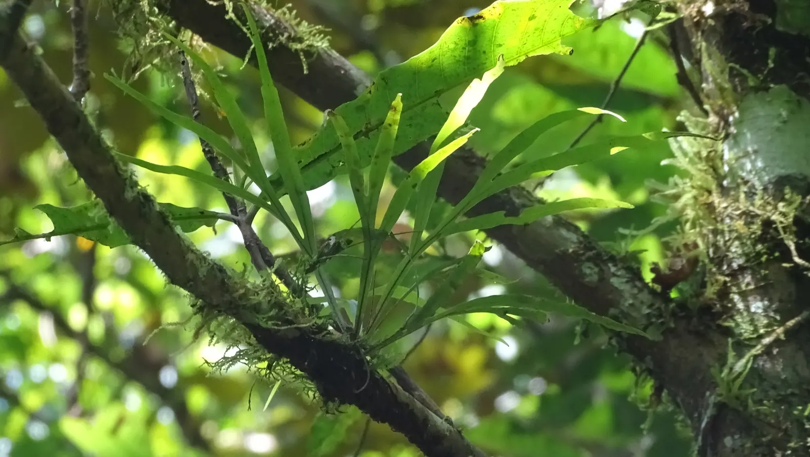 Resurrection Fern (Pleopeltis polypodioides) — embodying resilience and beauty‚Äîan exquisite choice for adding a woodland ambiance to your landscape