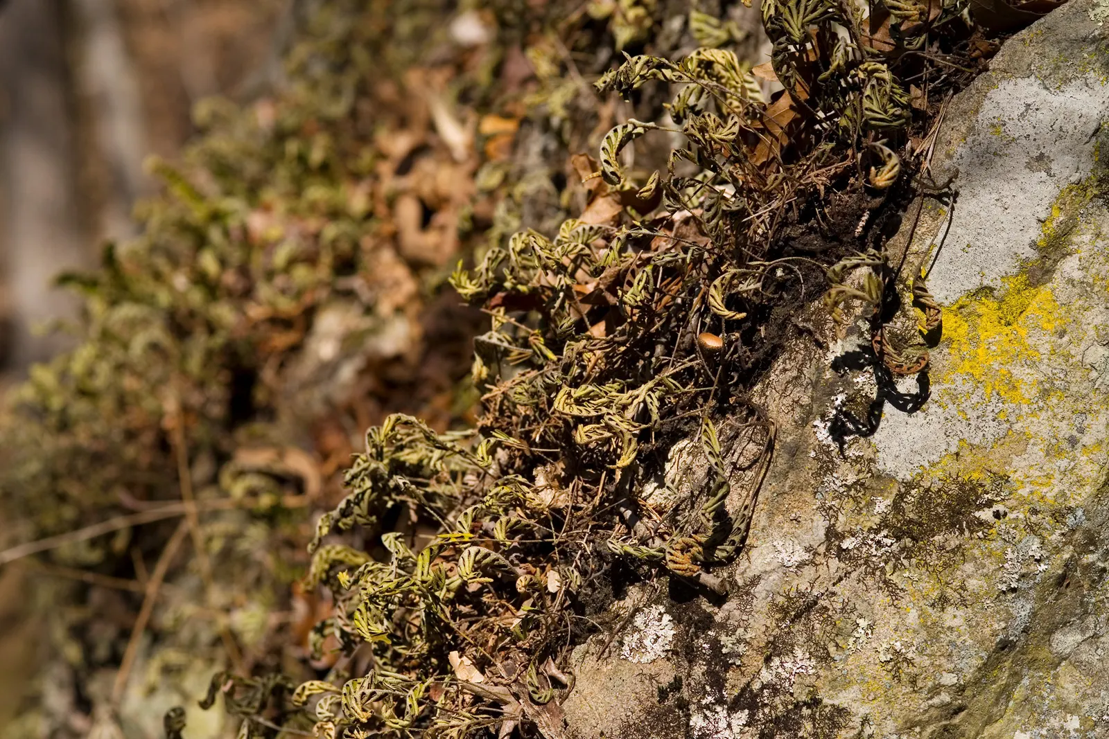 Resurrection Fern (Pleopeltis polypodioides) — consider their epiphytic nature; they are perfect for mounting on tree trunks or sturdy branches; this fern