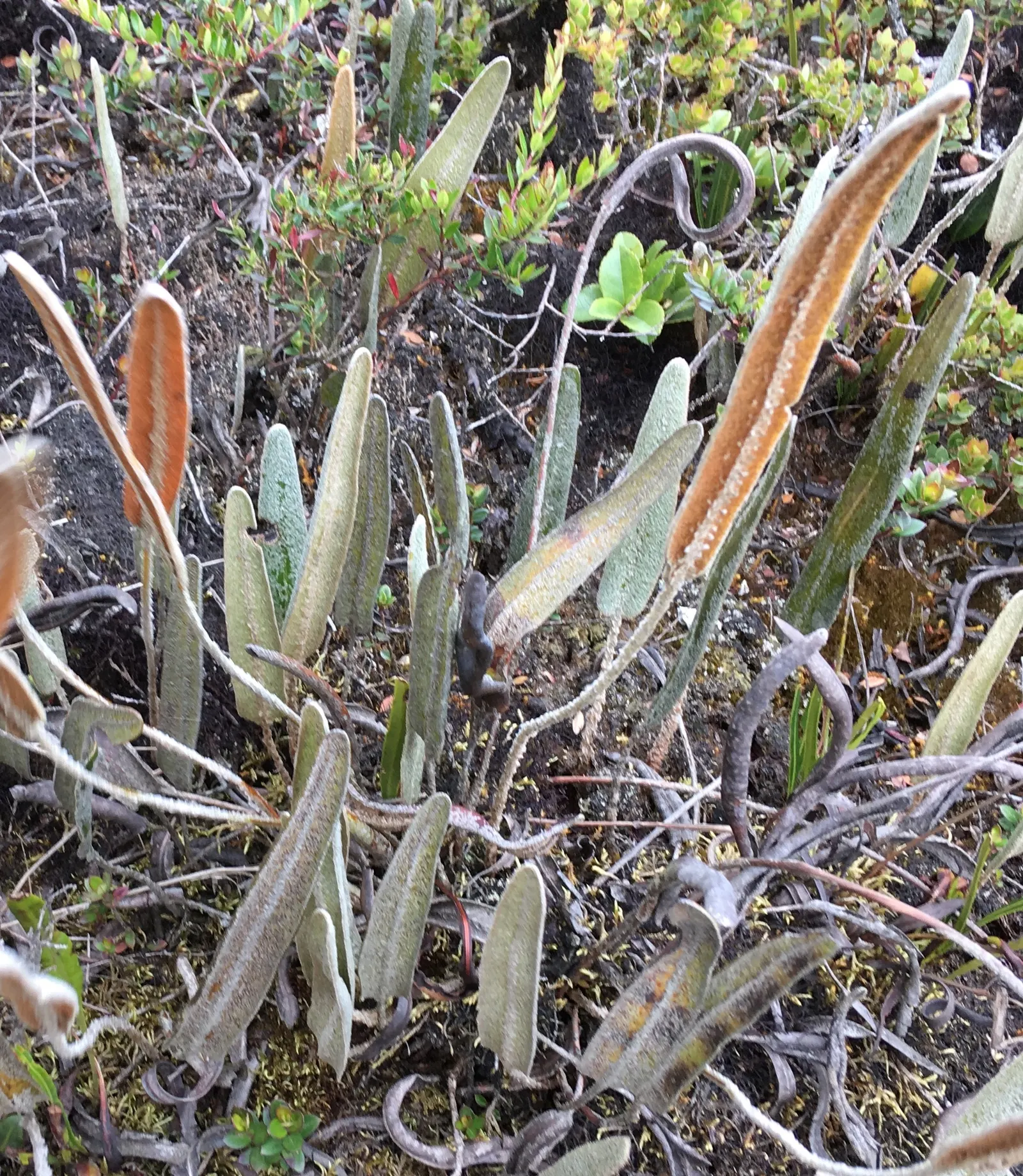 Resurrection Fern (Pleopeltis polypodioides) — such as live oaks or bald cypress; they require little maintenance, beyond ensuring they get enough, image 79