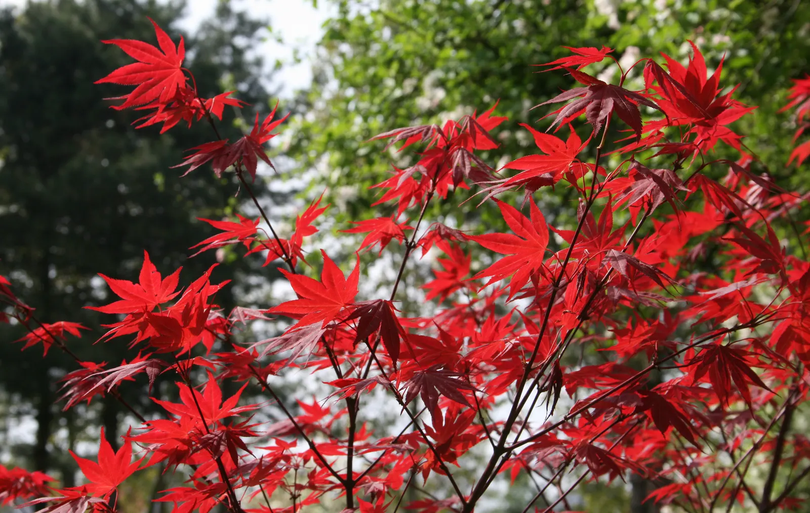 Oshio Beni Japanese Maple (Acer Palmatum 'Oshio Beni') — This hardy specimen reaches 15-20 feet high and wide, offering a stunning focal point
