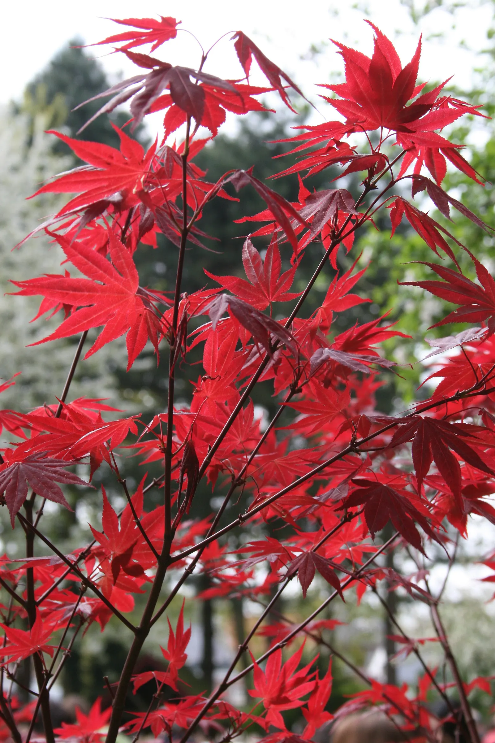 Oshio Beni Japanese Maple (Acer Palmatum 'Oshio Beni') — arching branches and palmate leaves