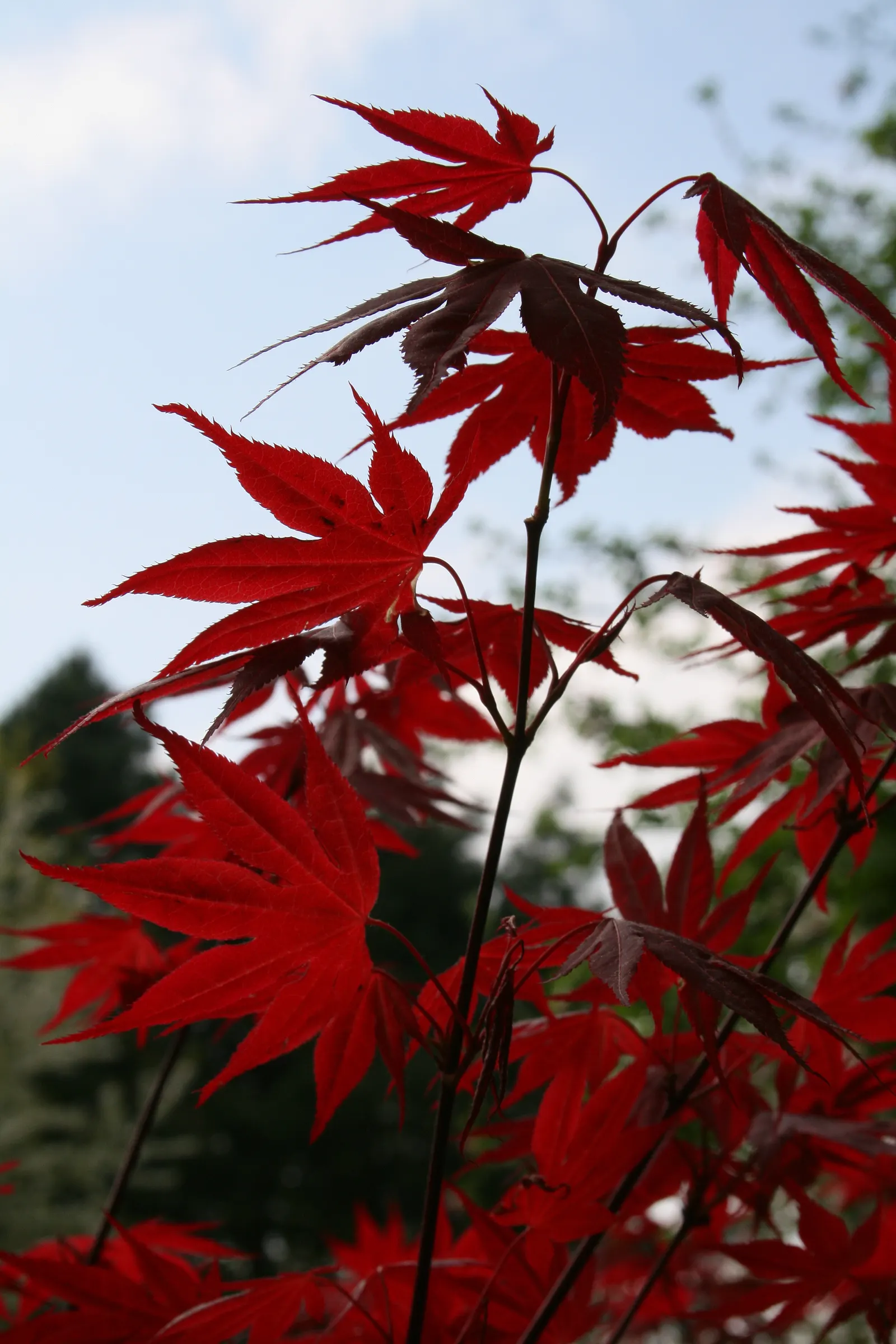 Oshio Beni Japanese Maple (Acer Palmatum 'Oshio Beni') — The Acer palmatum 'Oshio Beni' is a captivating Japanese Maple variant showcasing graceful