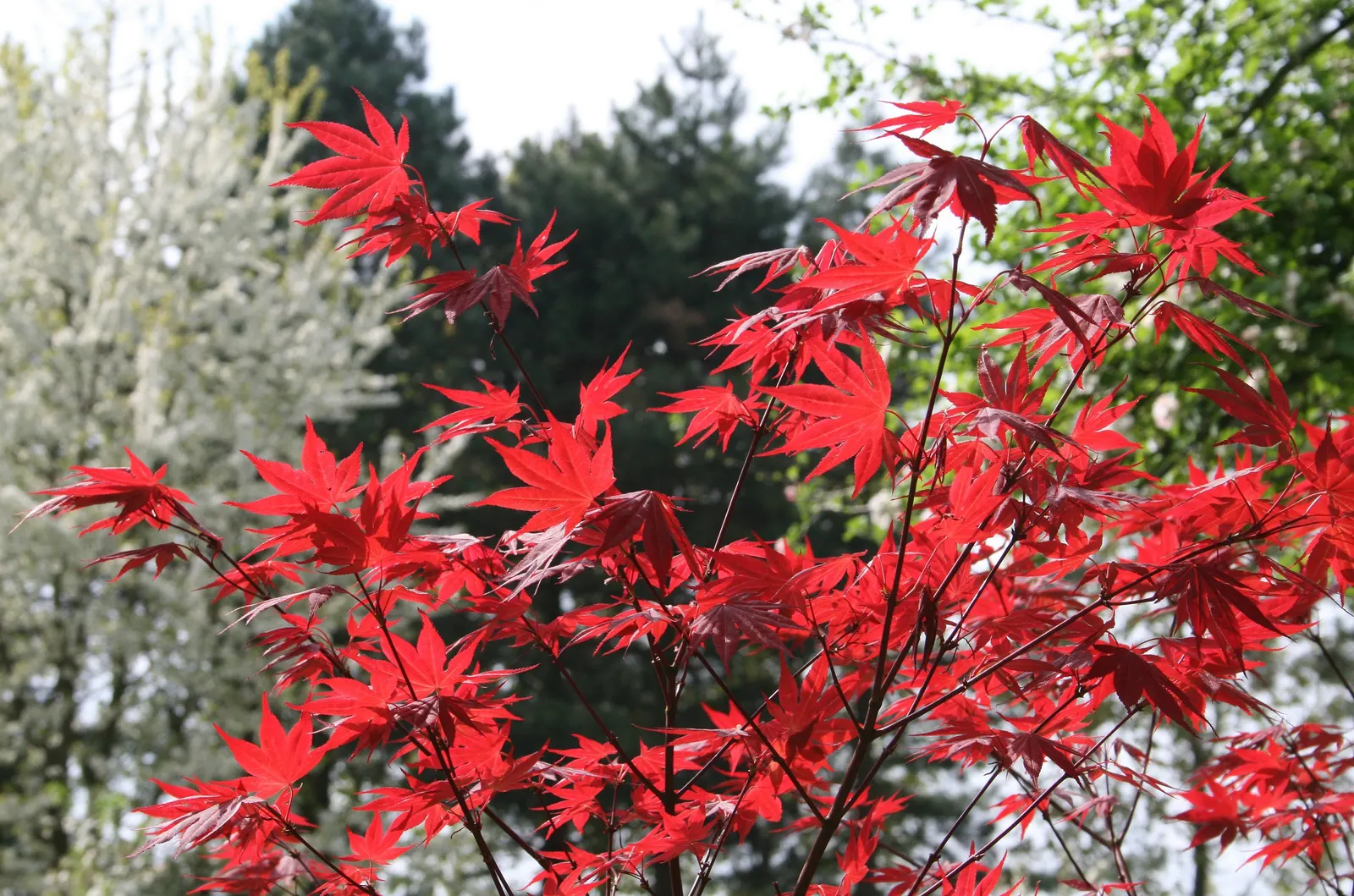 Oshio Beni Japanese Maple (Acer Palmatum 'Oshio Beni') — transitioning to bronze-green in summer and fiery crimson in fall