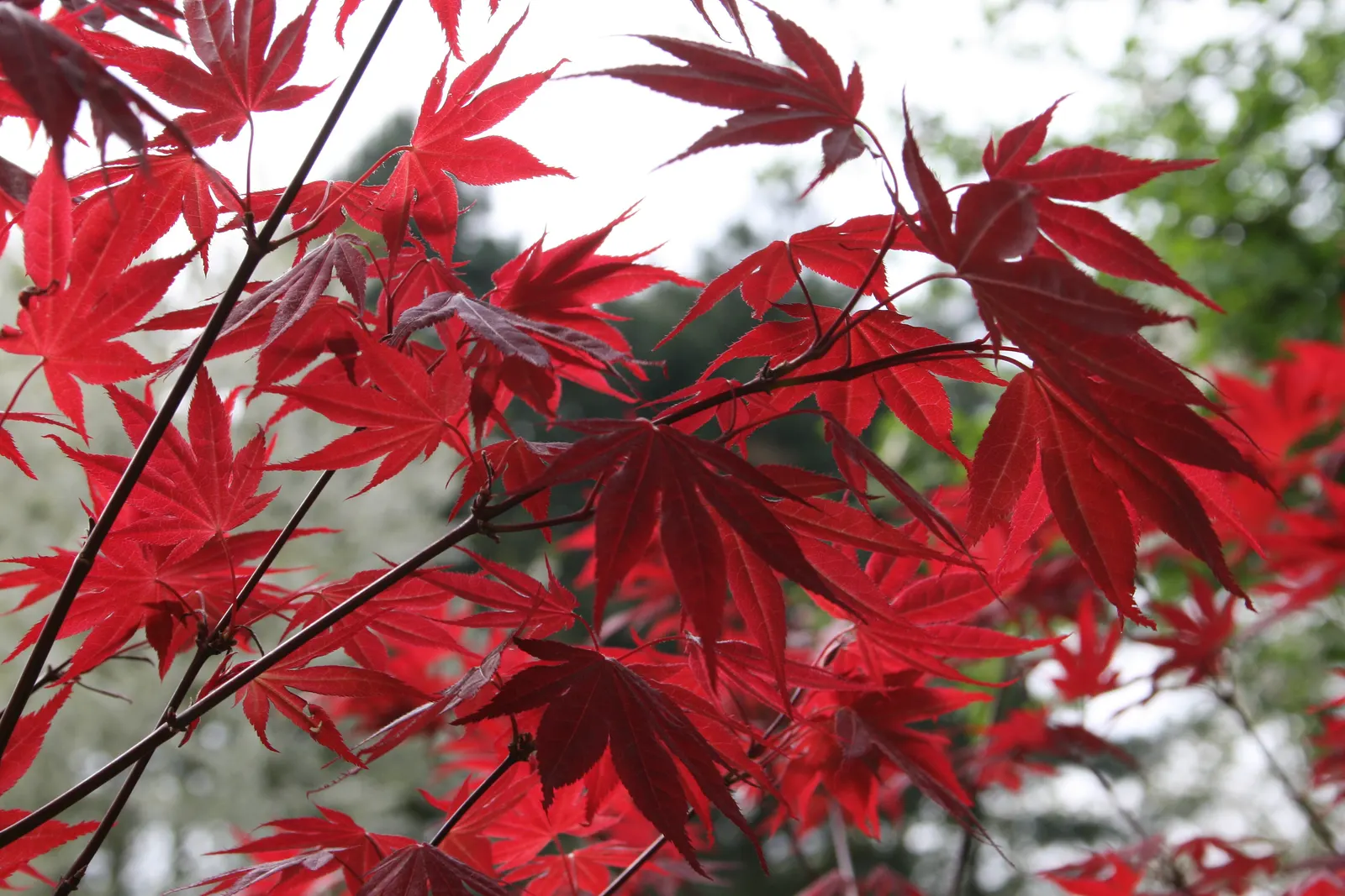 Oshio Beni Japanese Maple (Acer Palmatum 'Oshio Beni') — its foliage emerges with vivid orange-red tones