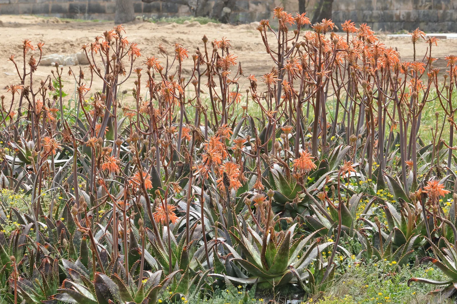 Soap Aloe, African Aloe (Aloe 'Grassy Lassie') — slender stems that soar up to 2 feet above its foliage.<br><br>Well-suited for USDA hardiness, image 73