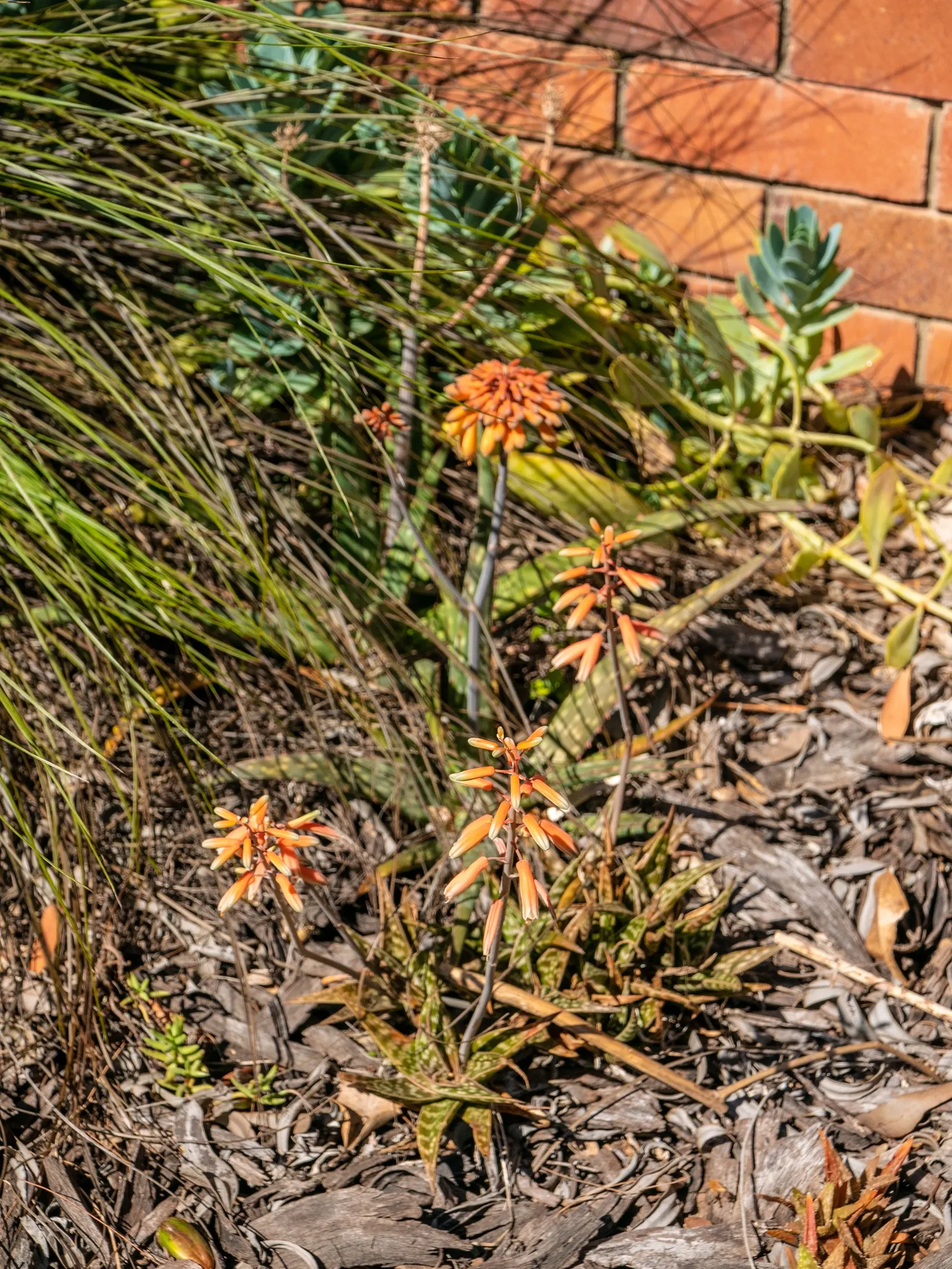 Soap Aloe, African Aloe (Aloe 'Grassy Lassie') — orange-red flowers on tall