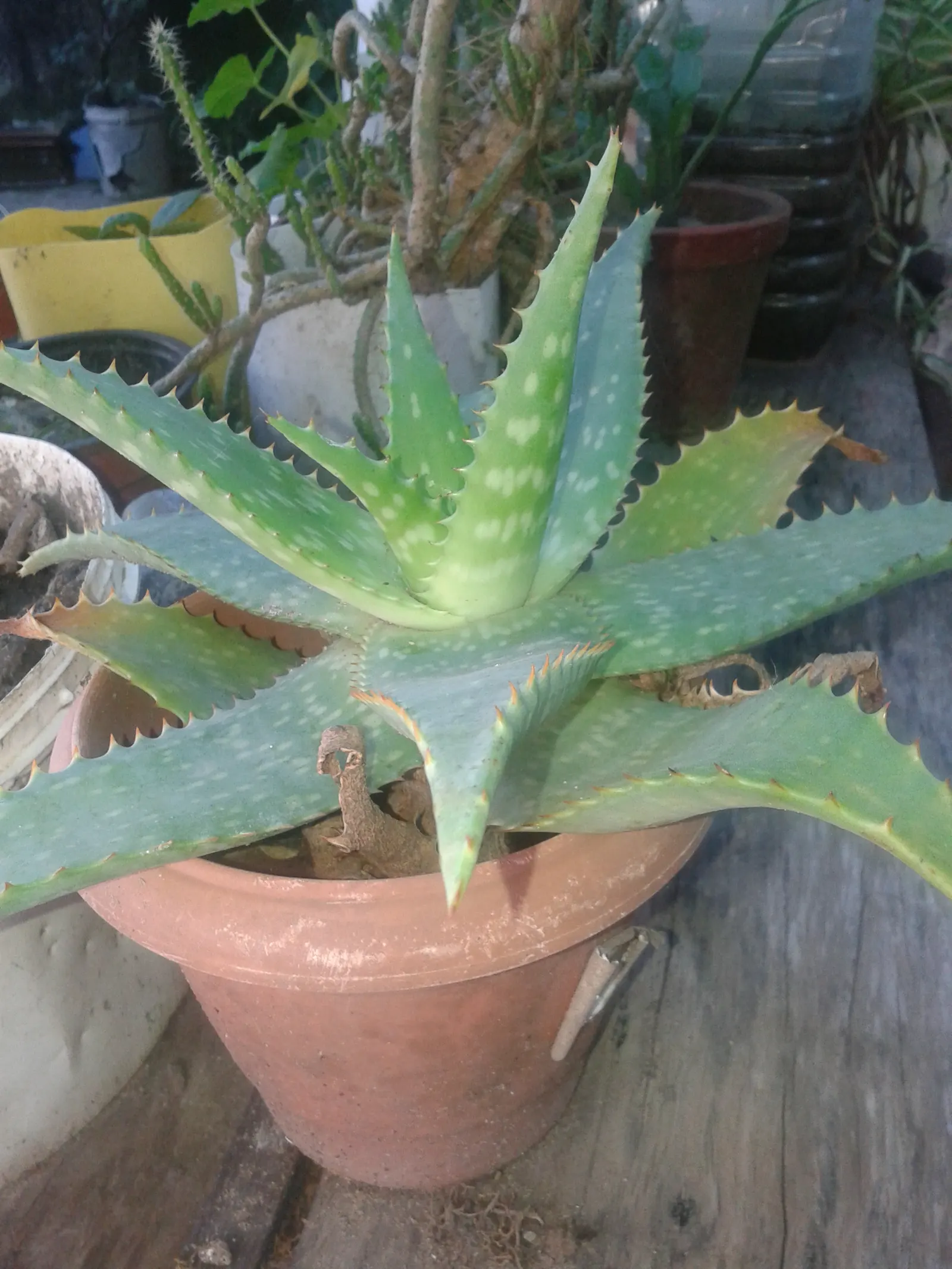 Soap Aloe, African Aloe (Aloe 'Grassy Lassie') — is a clump-forming perennial with narrow; this drought-tolerant succulent showcases tubular, yellow-orange