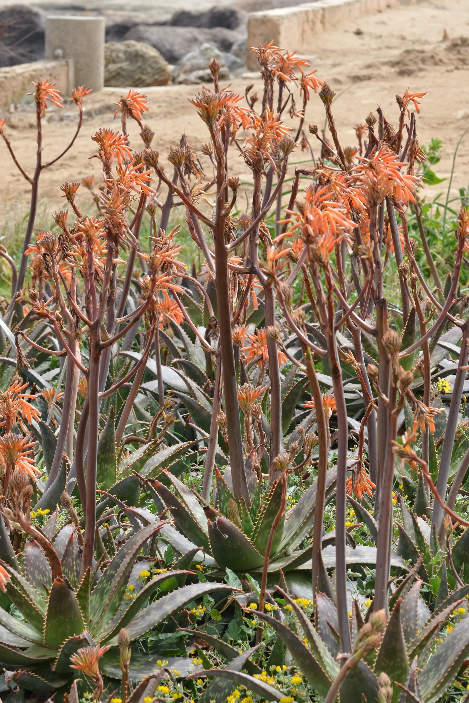 Soap Aloe, African Aloe (Aloe 'Grassy Lassie') — originates from the arid regions of southern Africa; this durable perennial demands well-draining, image 67