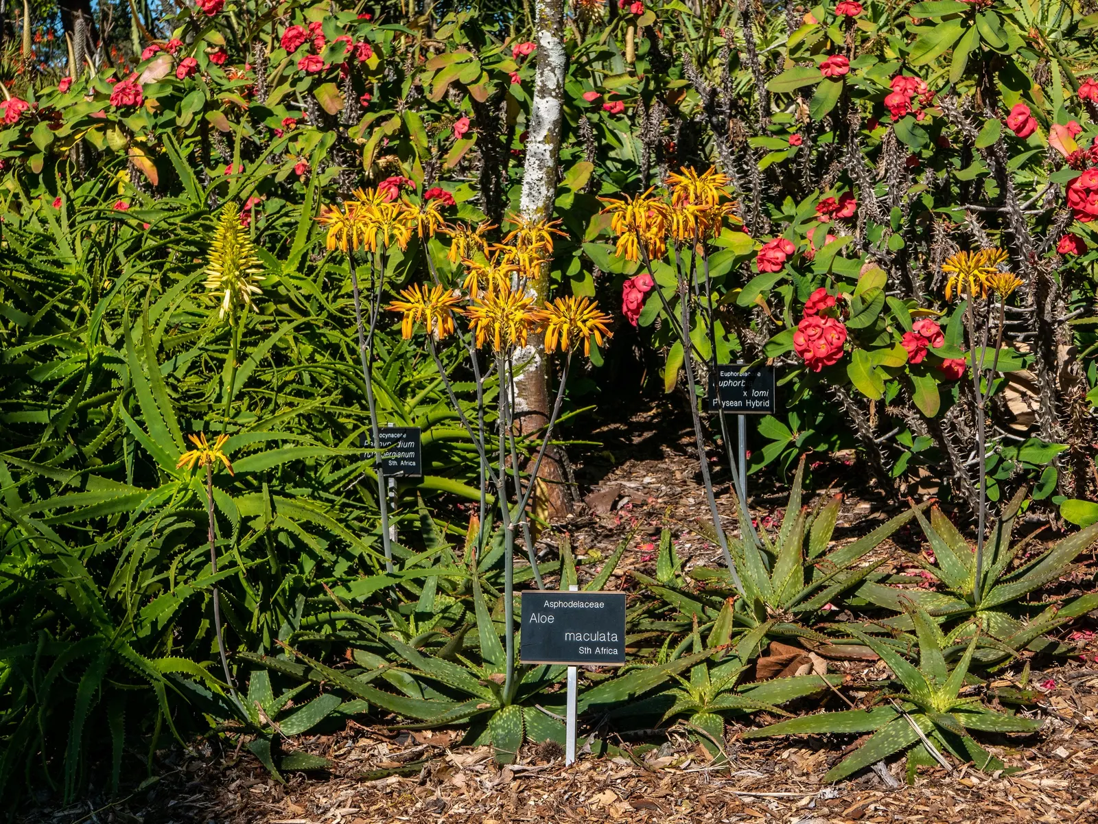 Soap Aloe, African Aloe (Aloe 'Grassy Lassie') — green to blue-green foliage may exhibit hints of red or orange when stressed; originates from the arid regions