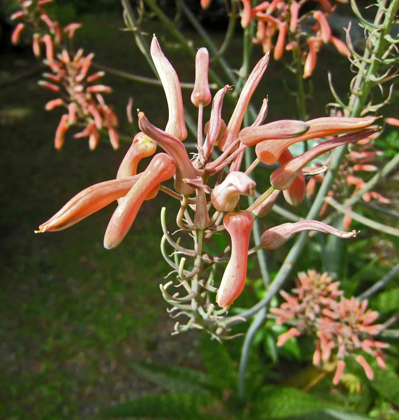 Soap Aloe, African Aloe (Aloe 'Grassy Lassie') — making it an essential element of any sustainable and visually captivating garden layout; this