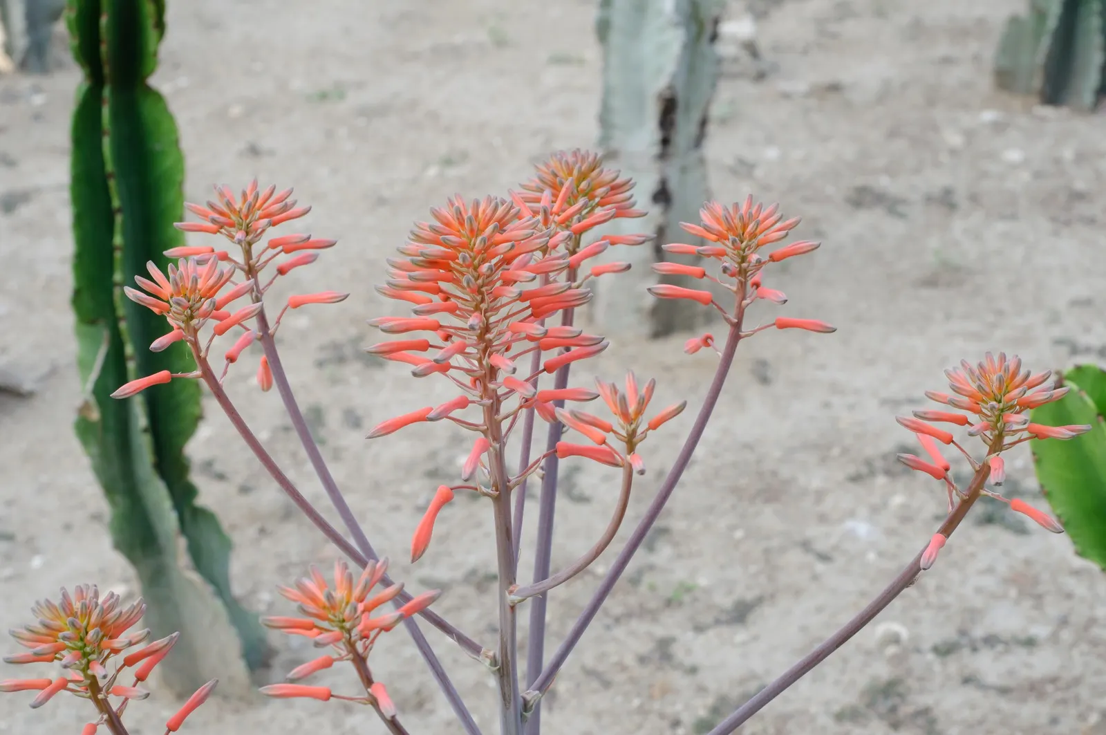 Soap Aloe, African Aloe (Aloe 'Grassy Lassie') — This drought-tolerant succulent showcases tubular, yellow-orange flowers in summer, attracting pollinators