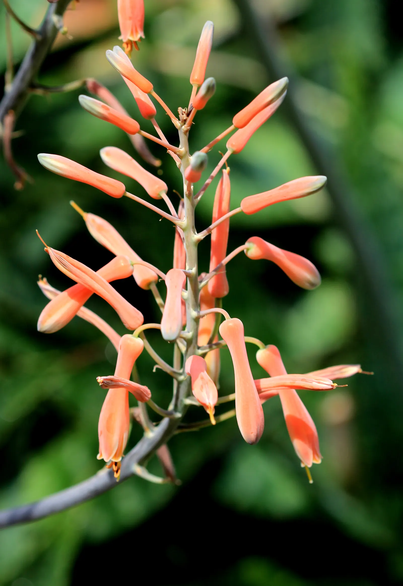 Soap Aloe, African Aloe (Aloe 'Grassy Lassie') — It thrives in USDA zones 9-11, preferring full sun to partial shade; this durable perennial demands