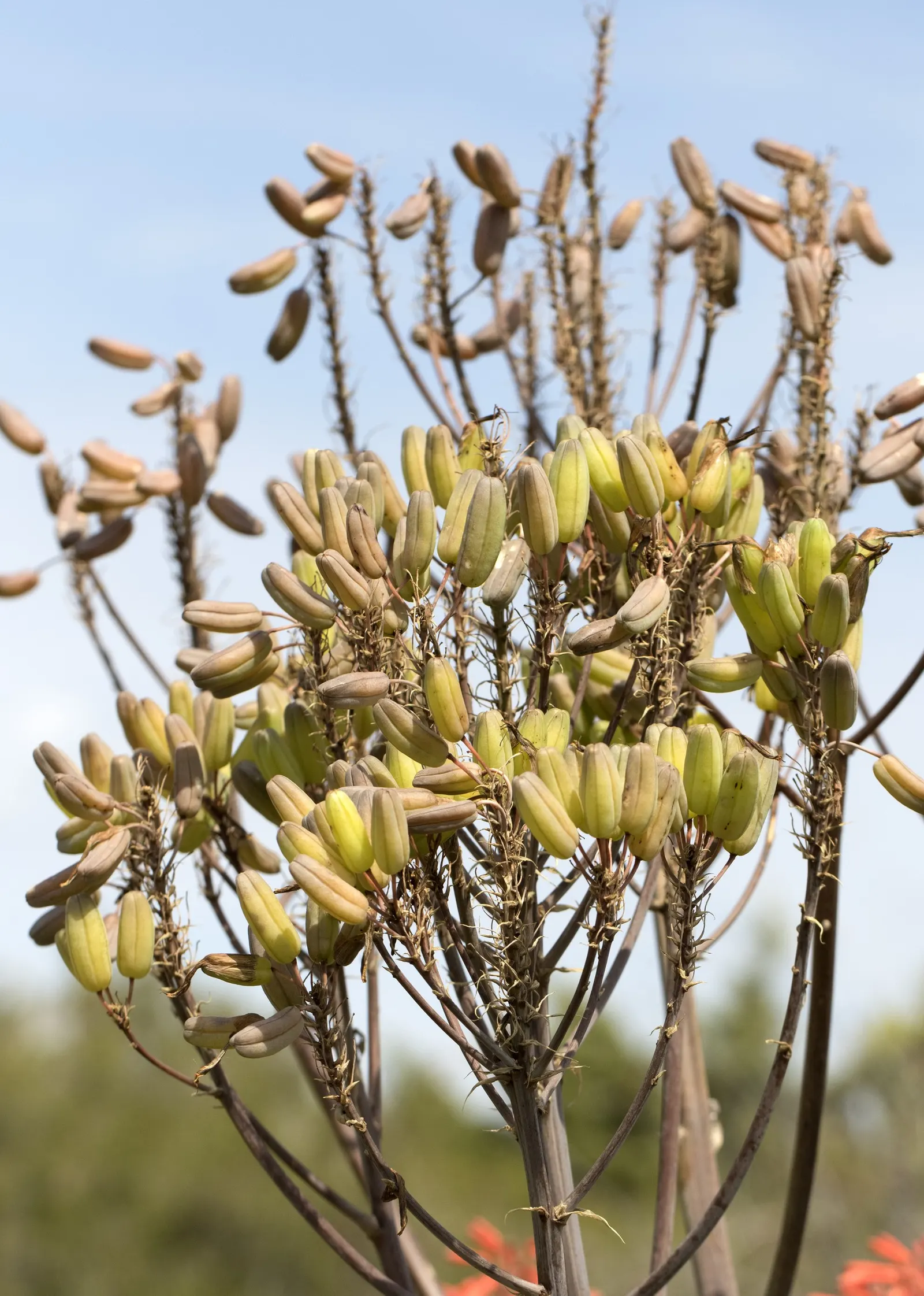 Soap Aloe, African Aloe (Aloe 'Grassy Lassie') — adding a dynamic burst of color to garden settings; this durable perennial demands well-draining soil and